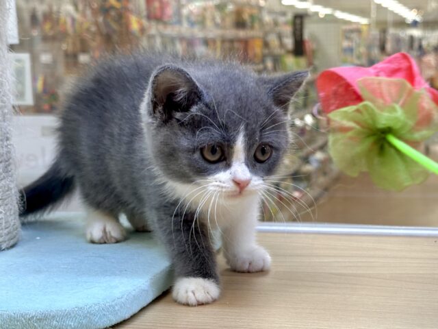 スコティッシュフォールド