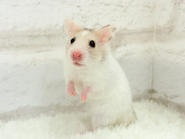 ゴールデンハムスター