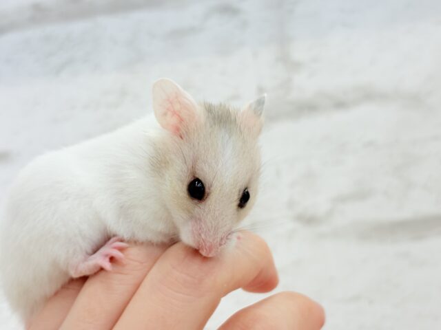 ゴールデンハムスター