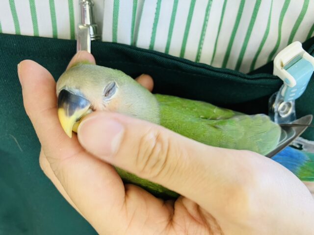 コザクラインコ（小桜インコ）