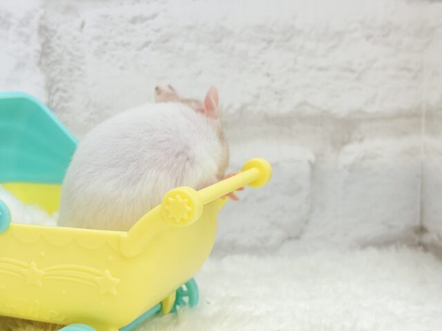 ゴールデンハムスター