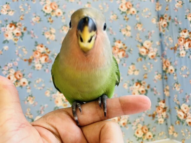コザクラインコ（小桜インコ）