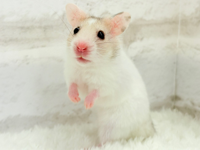 るんるんっ♪どこまでも走って行くぞ！！！カラーハムスター(女の子)