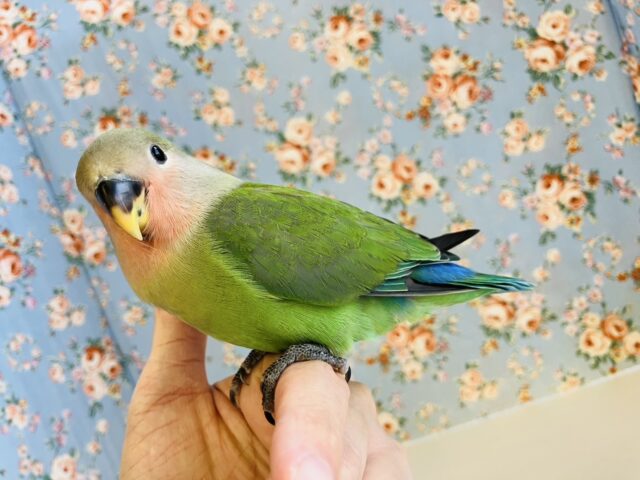 コザクラインコ（小桜インコ）