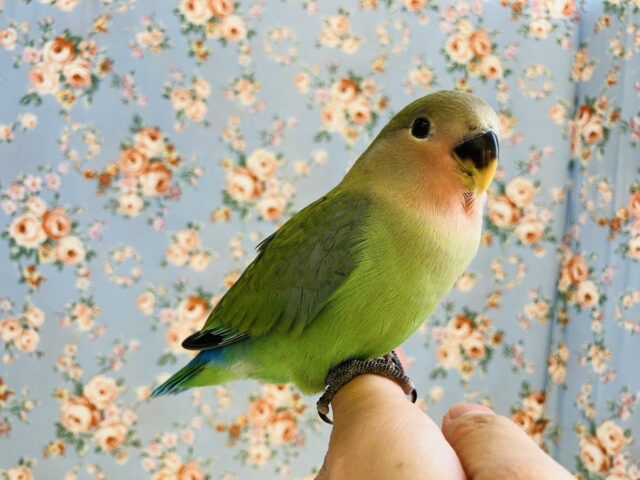コザクラインコ（小桜インコ）