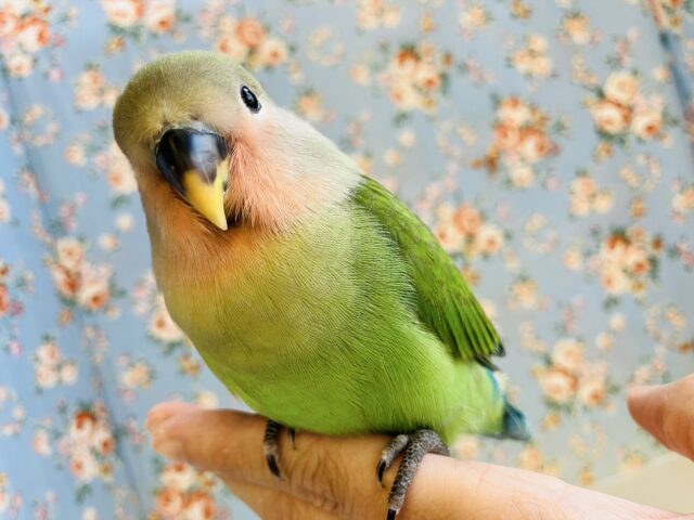 むにむに撫で撫で希望です❤︎٩´꒳`۶˖✧甘えんぼコザクラちゃん(ノーマル)❤️💚