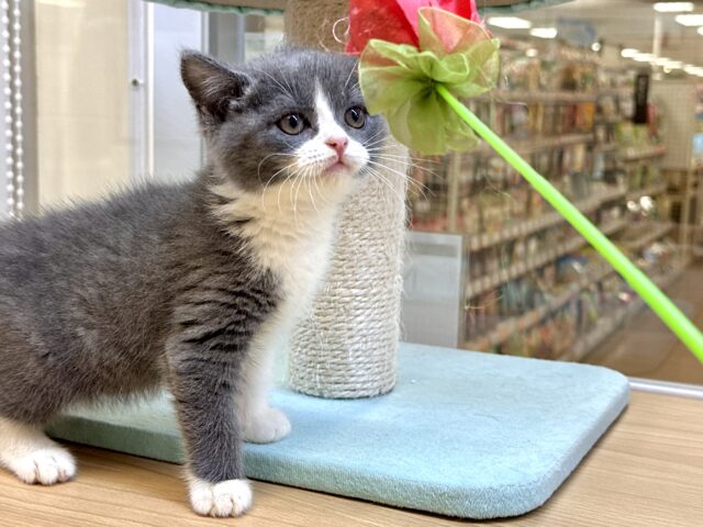 スコティッシュフォールド