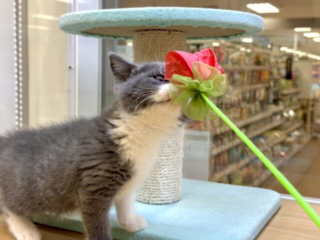 スコティッシュフォールド