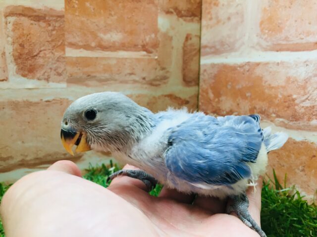 久々にバイオレットオパーリンのコザちゃんがやってきましたよ～💙💛💙💛　コザクラインコ