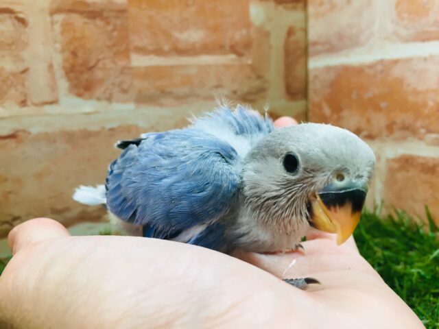 コザクラインコ（小桜インコ）