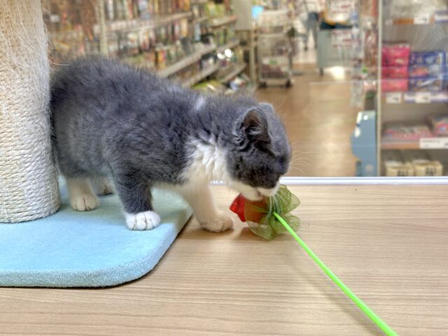 スコティッシュフォールド