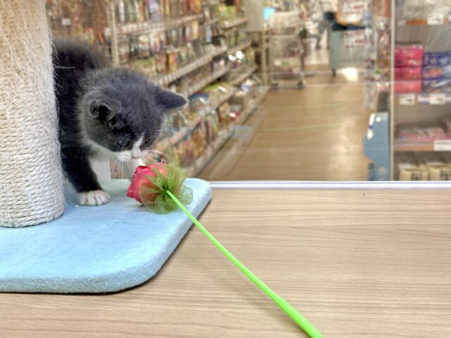 スコティッシュフォールド