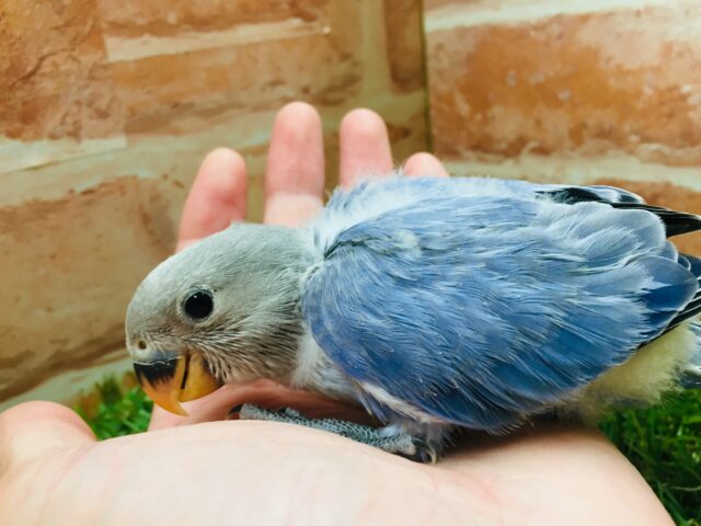 コザクラインコ（小桜インコ）
