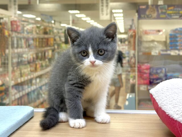 スコティッシュフォールド