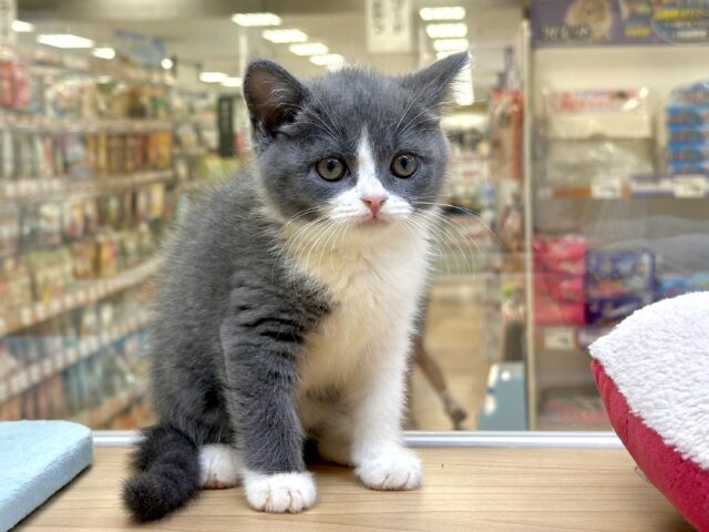 スコティッシュフォールド