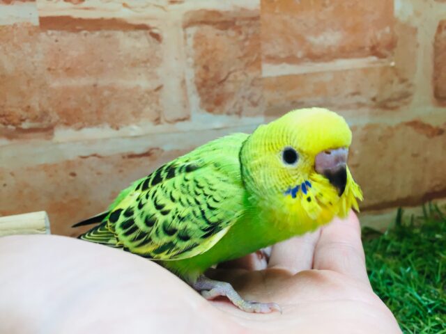 セキセイインコ