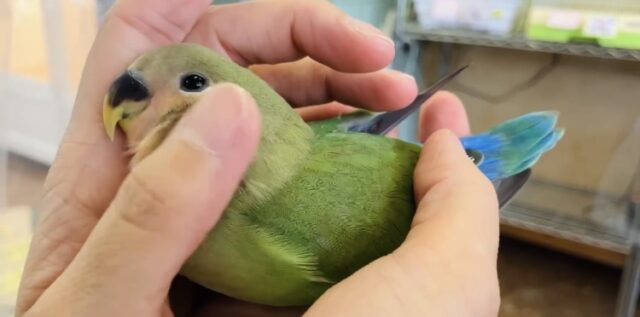 コザクラインコ（小桜インコ）