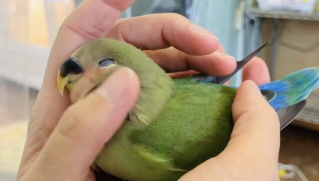 コザクラインコ（小桜インコ）