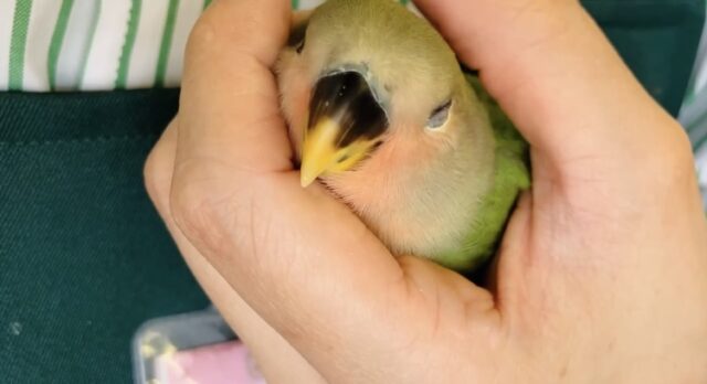コザクラインコ（小桜インコ）