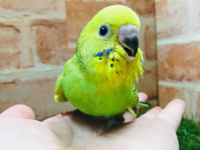 セキセイインコ