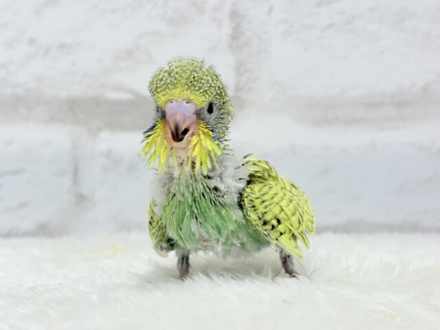 ジャンボセキセイインコ