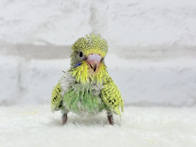 ジャンボセキセイインコ