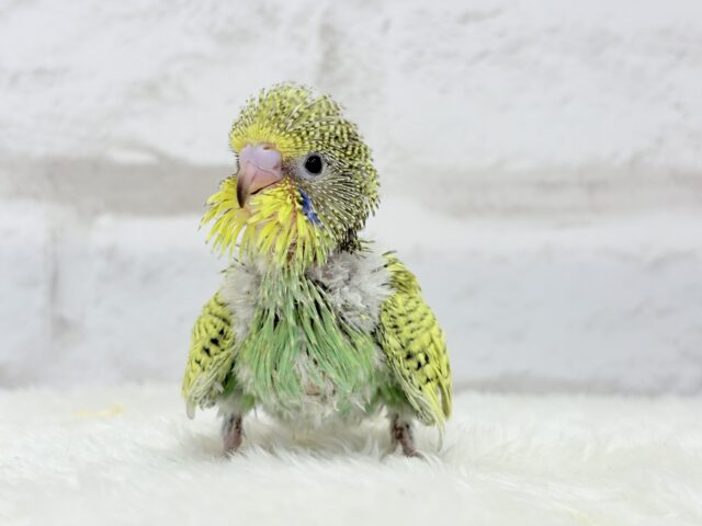 ジャンボセキセイインコ