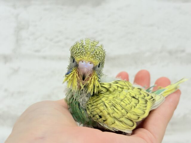 ジャンボセキセイインコ