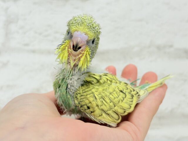 ジャンボセキセイインコ
