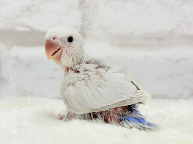 コザクラインコ（小桜インコ）