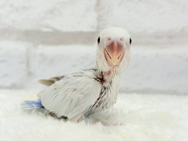 コザクラインコ（小桜インコ）