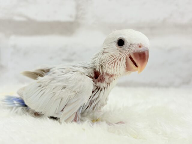 コザクラインコ（小桜インコ）