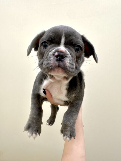 フレンチブルドッグ