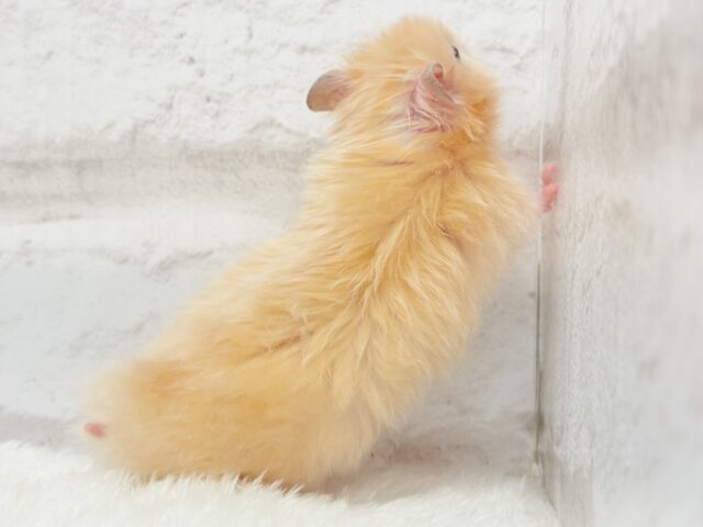 ゴールデンハムスター