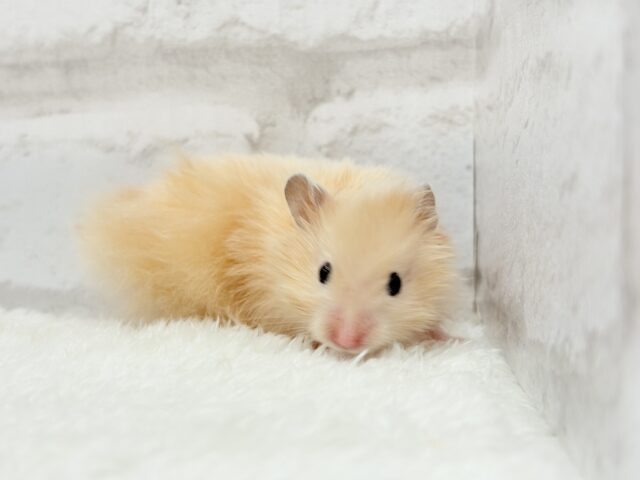 ゴールデンハムスター