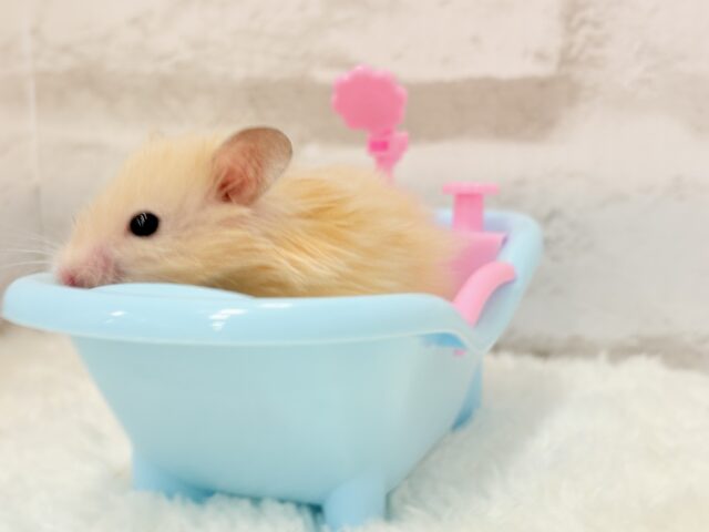 ゴールデンハムスター