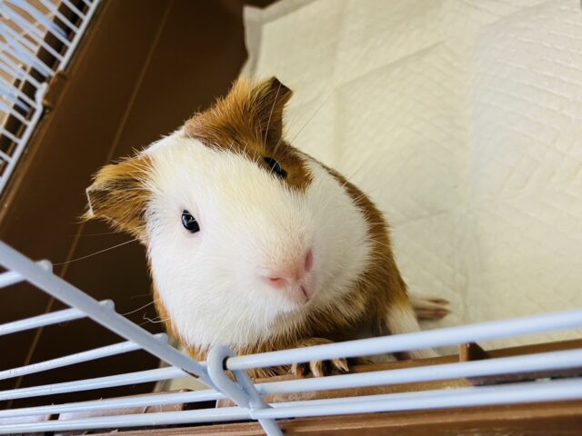 最新画像＆動画更新🆙かわいい頬っぺたむにむに~❤︎*ˊᵕˋ)੭ イングリッシュモルモットさん､男のコ🌟♂