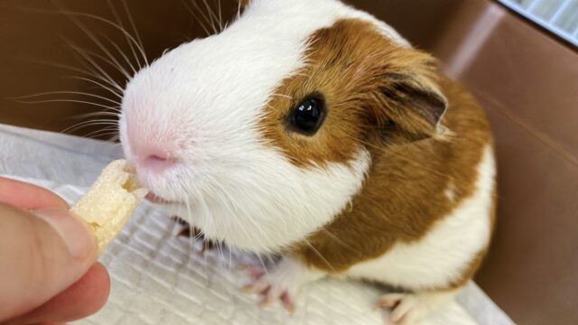 イングリッシュモルモット