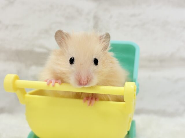 ゴールデンハムスター