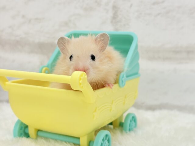ゴールデンハムスター