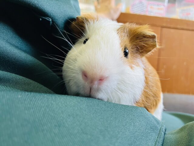 イングリッシュモルモット