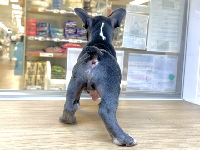 フレンチブルドッグ