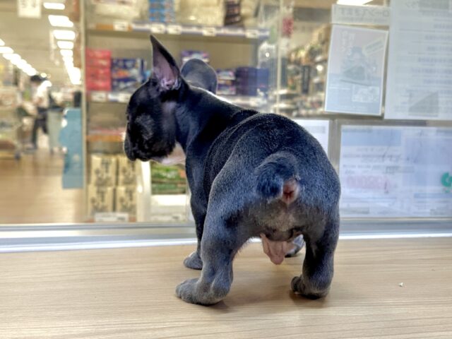 フレンチブルドッグ