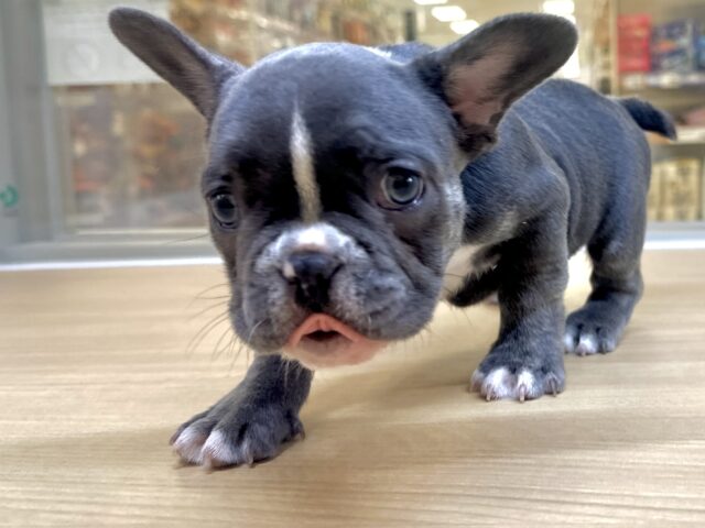 フレンチブルドッグ