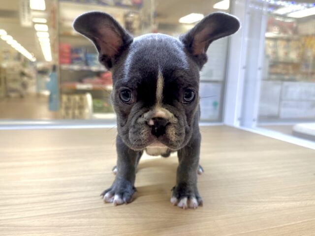 フレンチブルドッグ