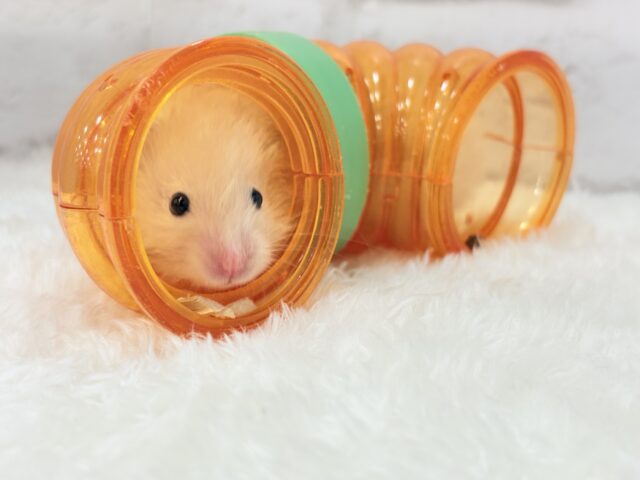 ゴールデンハムスター