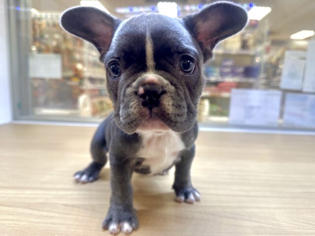 フレンチブルドッグ