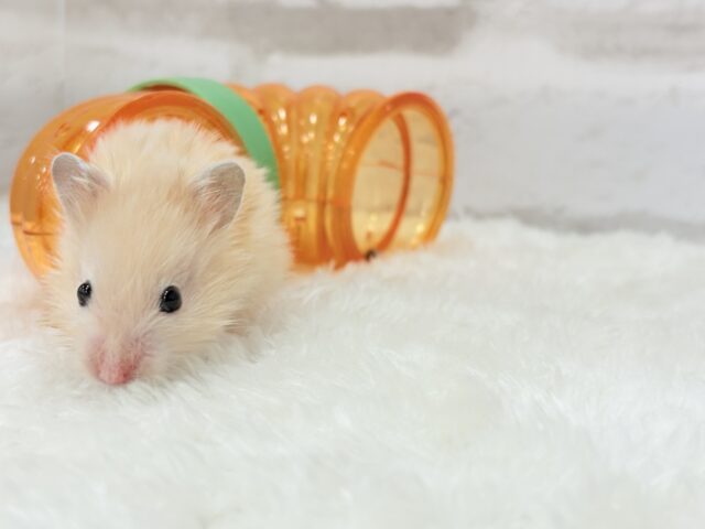 ゴールデンハムスター