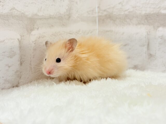ゴールデンハムスター