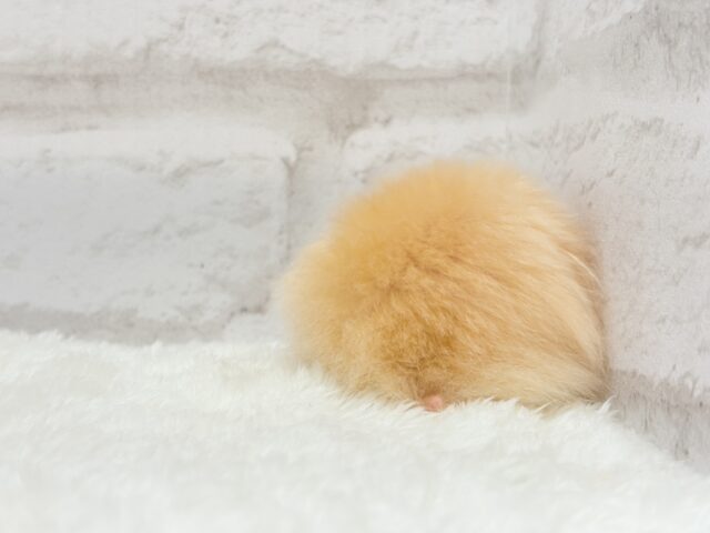 ゴールデンハムスター